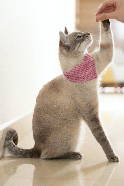 Dog Bandana, Pink Paisley Bandana - Pet Bandana for Dogs, Puppy Neck Scarf, Cute Pet Accessories, Dog Lover Gift, Dog Apparel, Cat Bandana,