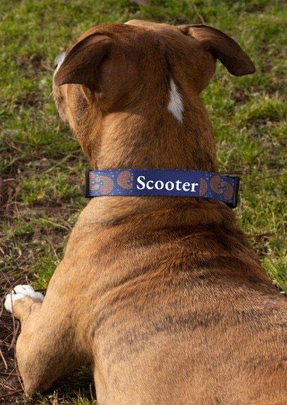 Colorful Paisley Dog Collar, Custom Pet Collar, Unique Dog Accessory, Dog Lover Gift, Stylish Pet Gear, Vibrant Dog Fashion