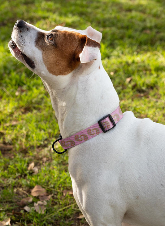 Dog Collar Pink Paisley Personalize with your dog's name