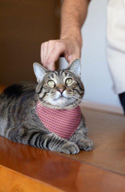 Dog Bandana, Pink Paisley Bandana - Pet Bandana for Dogs, Puppy Neck Scarf, Cute Pet Accessories, Dog Lover Gift, Dog Apparel, Cat Bandana,