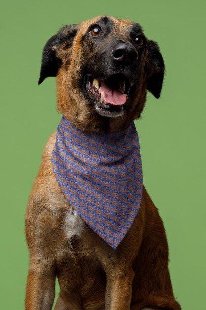 Stylish Pet Bandana for Dogs, Trendy Dog Accessory, Pet Birthday Gift, Dog Fashion for All Occasions, Lovable Pet Wear