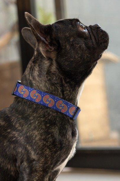 Colorful Paisley Dog Collar, Custom Pet Collar, Unique Dog Accessory, Dog Lover Gift, Stylish Pet Gear, Vibrant Dog Fashion