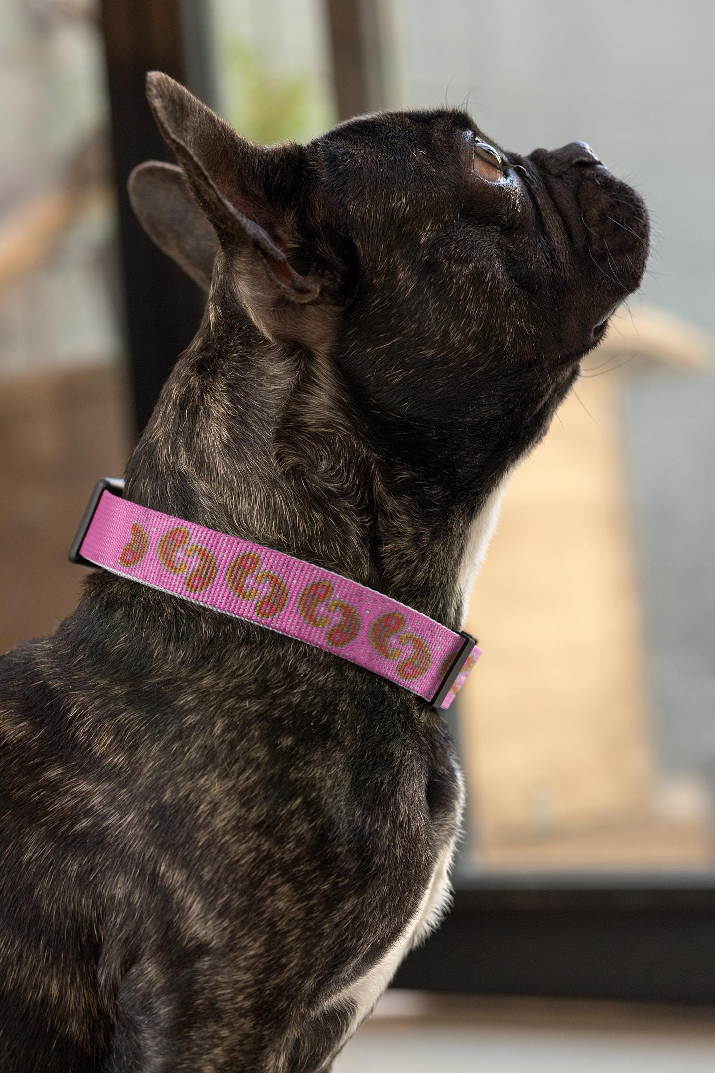 Dog Collar Pink Paisley Personalize with your dog's name