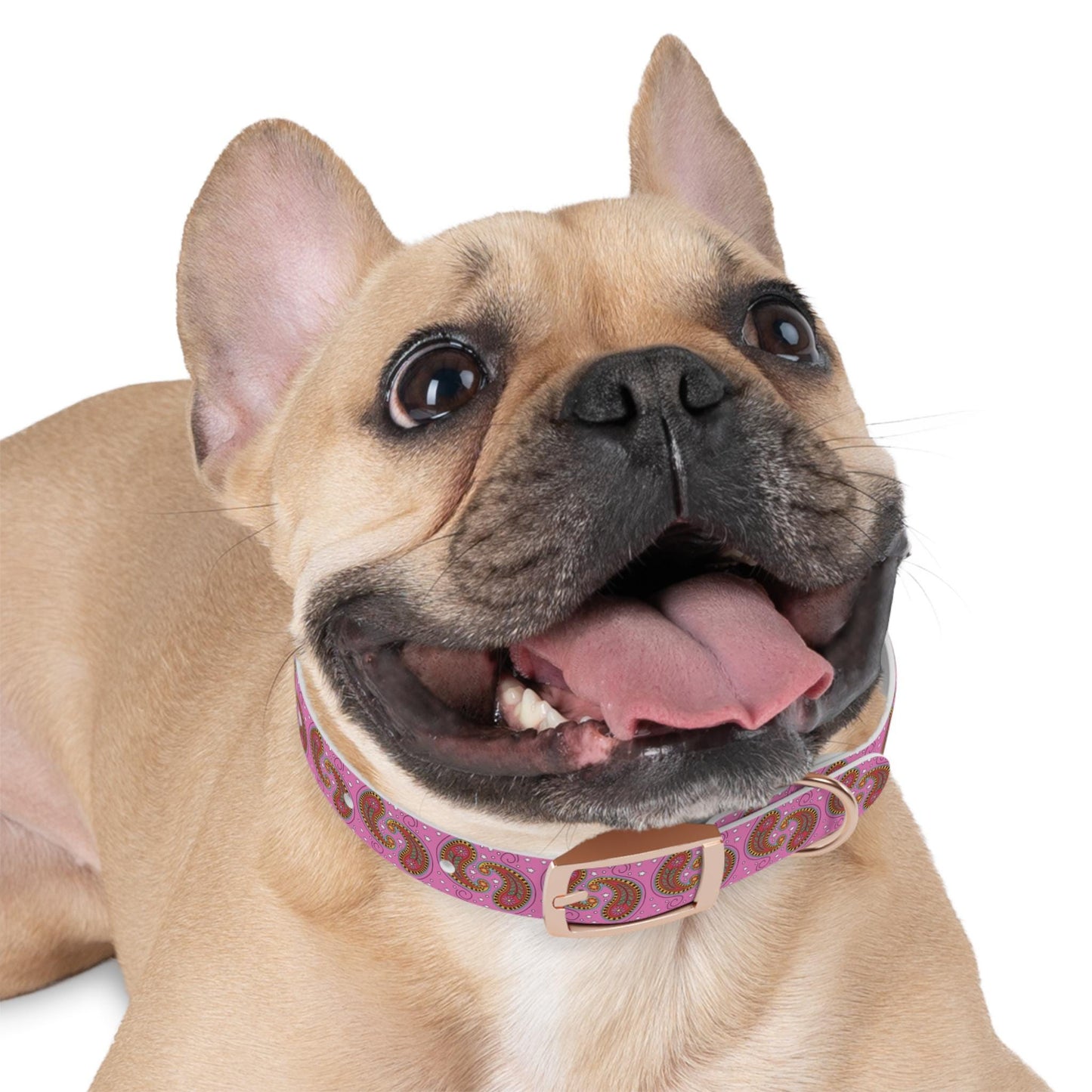 Dog Collar Pink Paisley Personalize with your dog's name