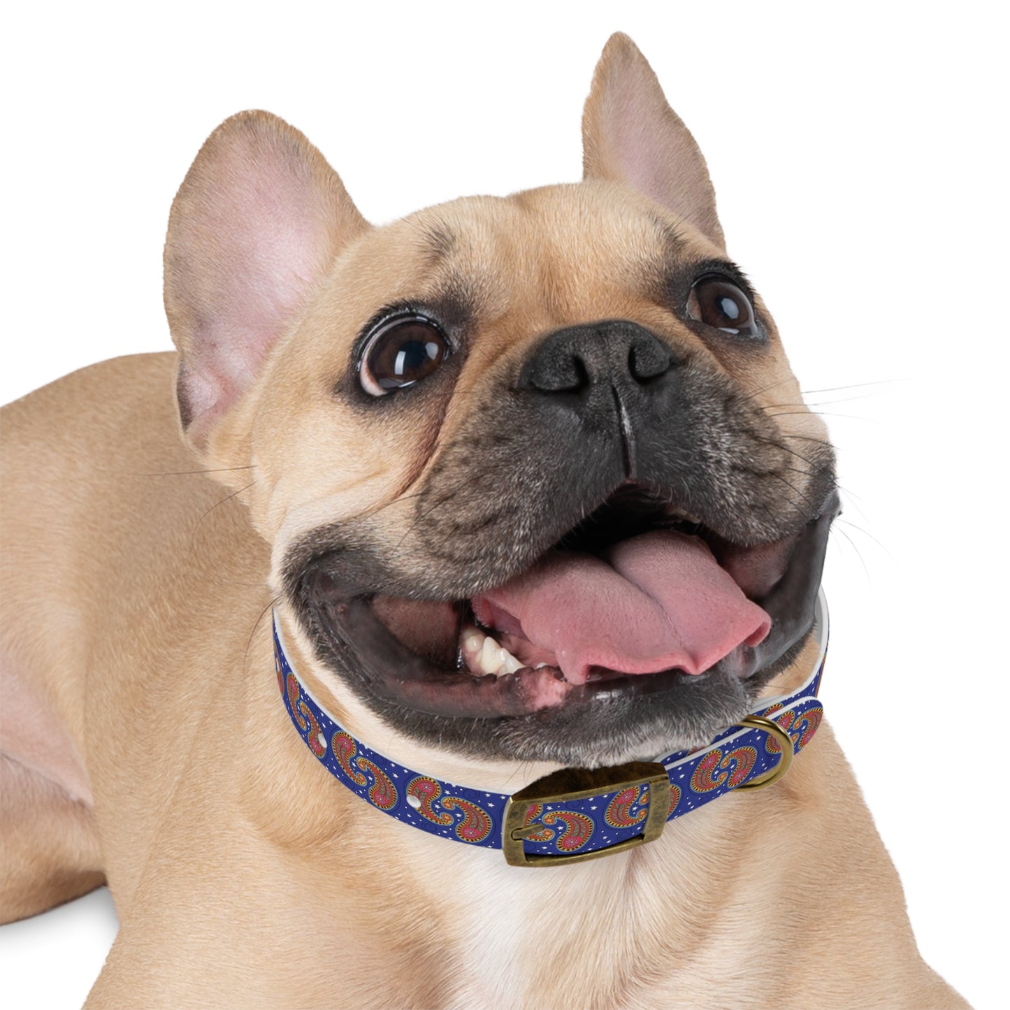 Colorful Paisley Dog Collar, Custom Pet Collar, Unique Dog Accessory, Dog Lover Gift, Stylish Pet Gear, Vibrant Dog Fashion