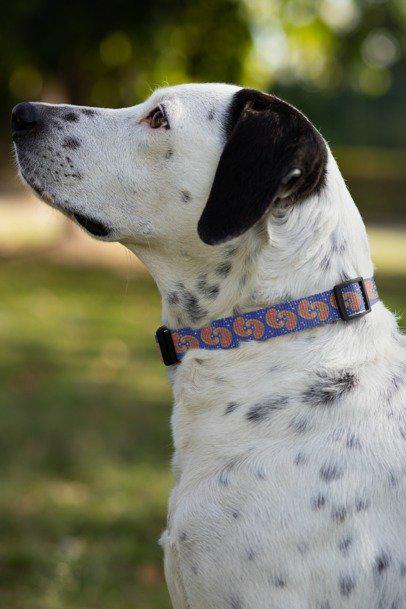 Colorful Paisley Dog Collar, Custom Pet Collar, Unique Dog Accessory, Dog Lover Gift, Stylish Pet Gear, Vibrant Dog Fashion