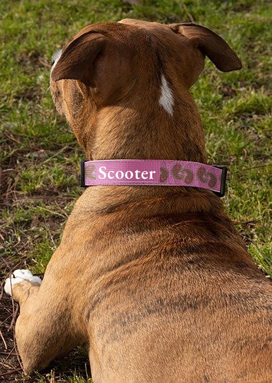 Dog Collar Pink Paisley Personalize with your dog's name