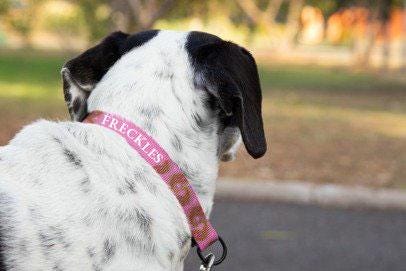 Dog Collar Pink Paisley Personalize with your dog's name